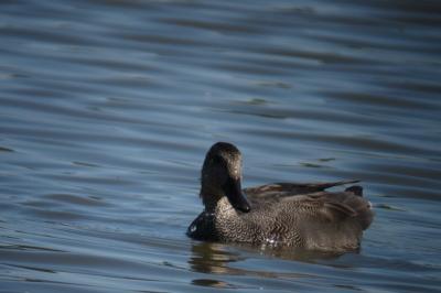 Canard chipeau