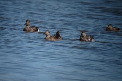 Canard chipeau