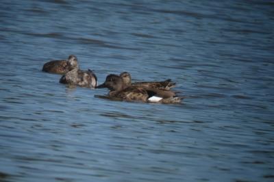 Canard chipeau