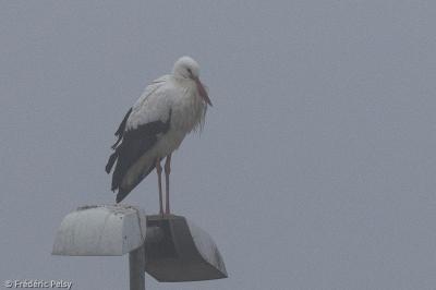 Cigogne blanche