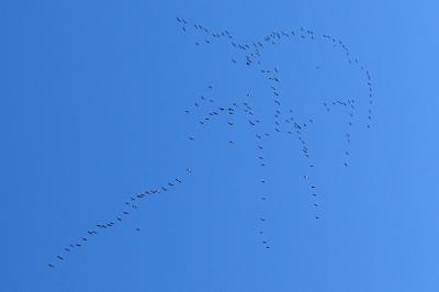 Grue cendrée