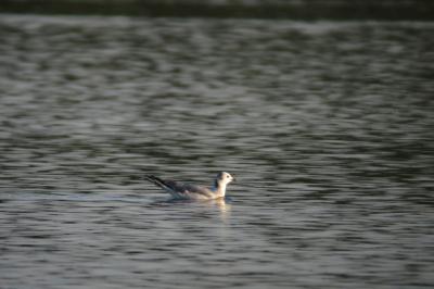 Mouette de Sabine