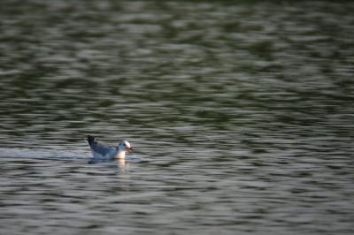 Mouette de Sabine