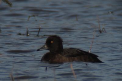Fuligule morillon
