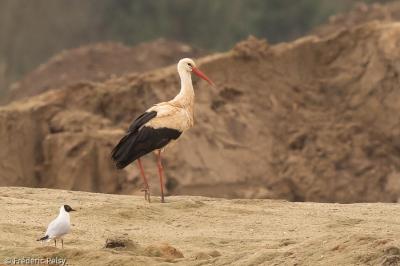 Cigogne blanche