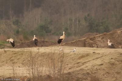 Cigogne blanche
