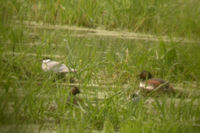 Podiceps nigricollis