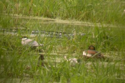 Podiceps nigricollis