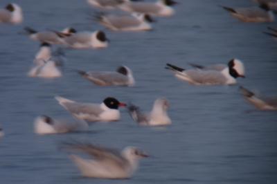 Mouette mélanocéphale
