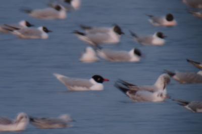 Mouette mélanocéphale