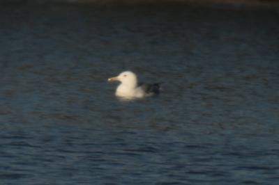 Goéland pontique