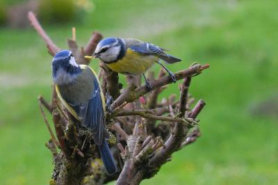 Mésange bleue