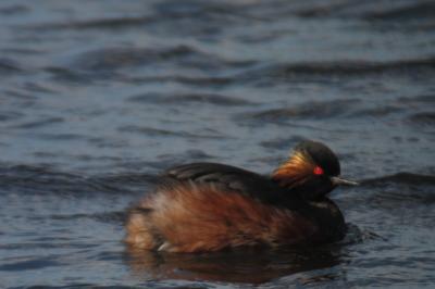 Podiceps nigricollis