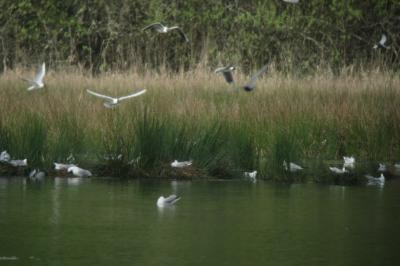 Chroicocephalus ridibundus