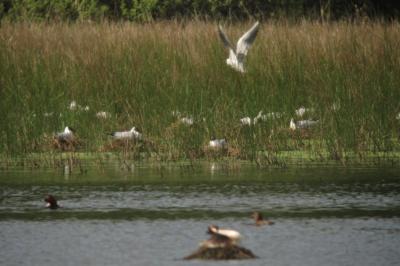 Mouette rieuse