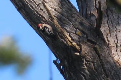 Dendrocopos minor