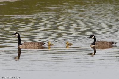 Branta canadensis