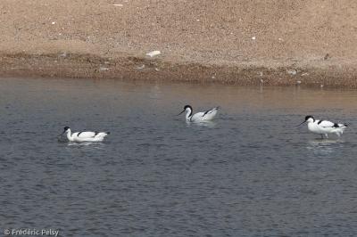 Avocette élégante