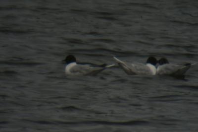 Mouette pygmée