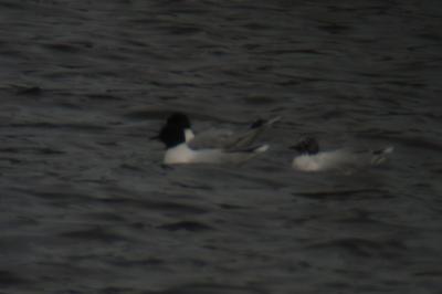 Mouette pygmée