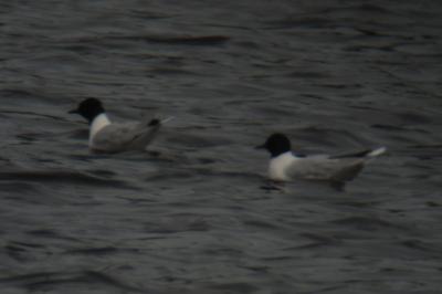 Mouette pygmée