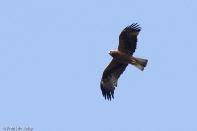 Aigle botté