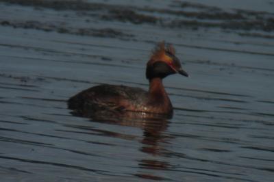 Podiceps auritus