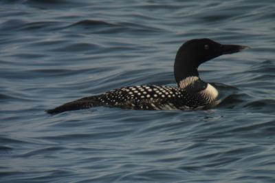 Plongeon imbrin