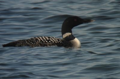 Plongeon imbrin