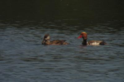 Nette rousse