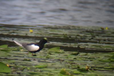 Guifette leucoptère