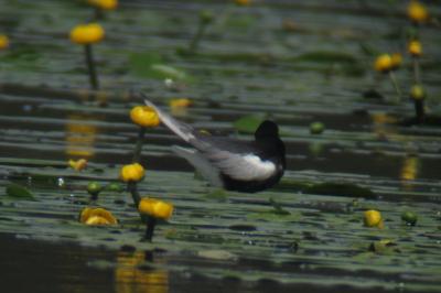 Guifette leucoptère