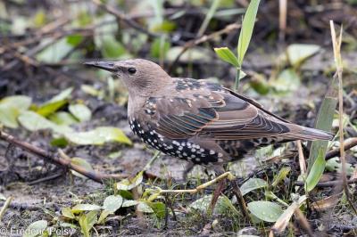 Sturnus vulgaris