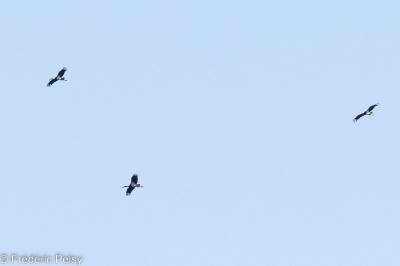 Cigogne noire
