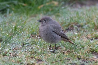 Phoenicurus ochruros