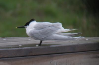 Thalasseus sandvicensis