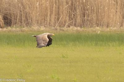 Haliaeetus albicilla