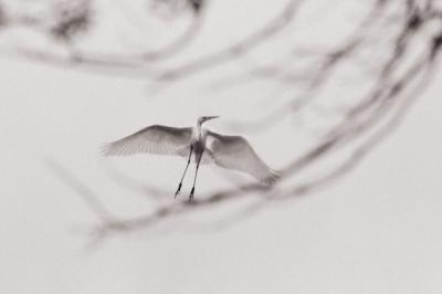 Grande Aigrette