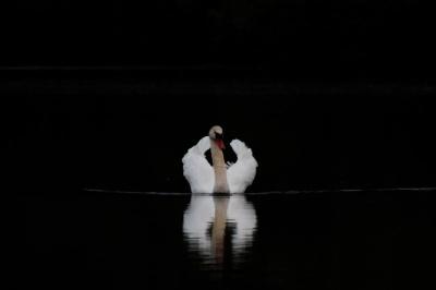 Cygne tuberculé
