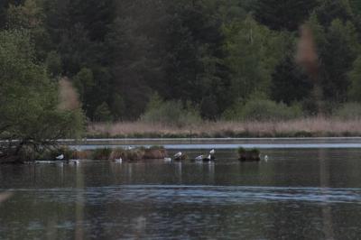 Mouette rieuse