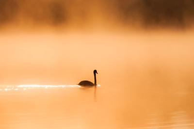Cygne tuberculé