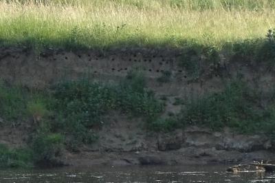 Hirondelle de rivage