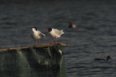 Ichthyaetus melanocephalus