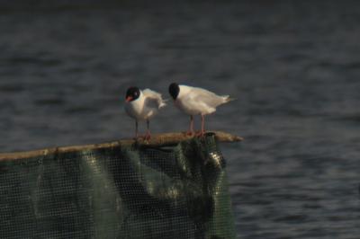Mouette mélanocéphale