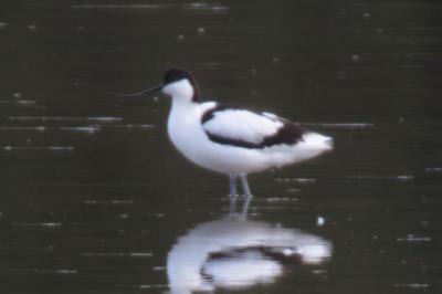 Avocette élégante
