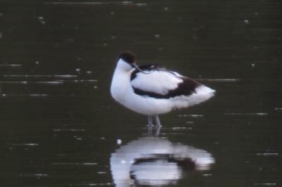 Recurvirostra avosetta