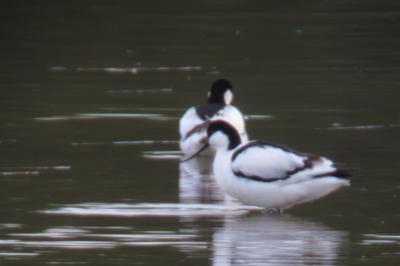 Avocette élégante