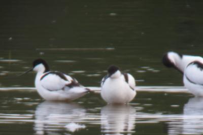 Avocette élégante
