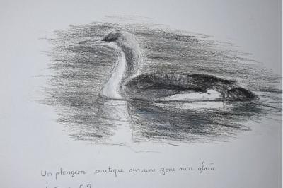 Plongeon arctique
