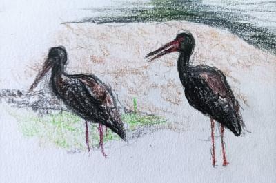 Cigogne noire